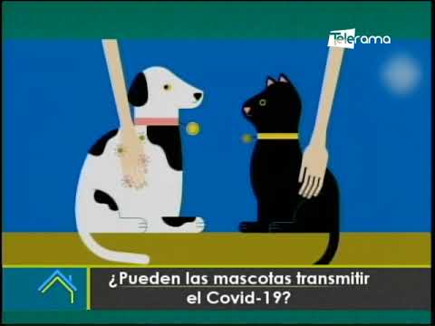 ¿Pueden las mascotas transmitir el covid-19?