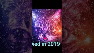 Meme Cats Who Died                meme memes thenvsnow nostalgia catmemes