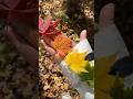 Color full Leaf &amp; peaceful Life  ✨️Life is a just a falling Leaf  ✨️ #travel #shorts#foryou #supp