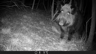 Fototrappola riprende un cinghiale davvero imponente  Camera trap captures a big wild boar