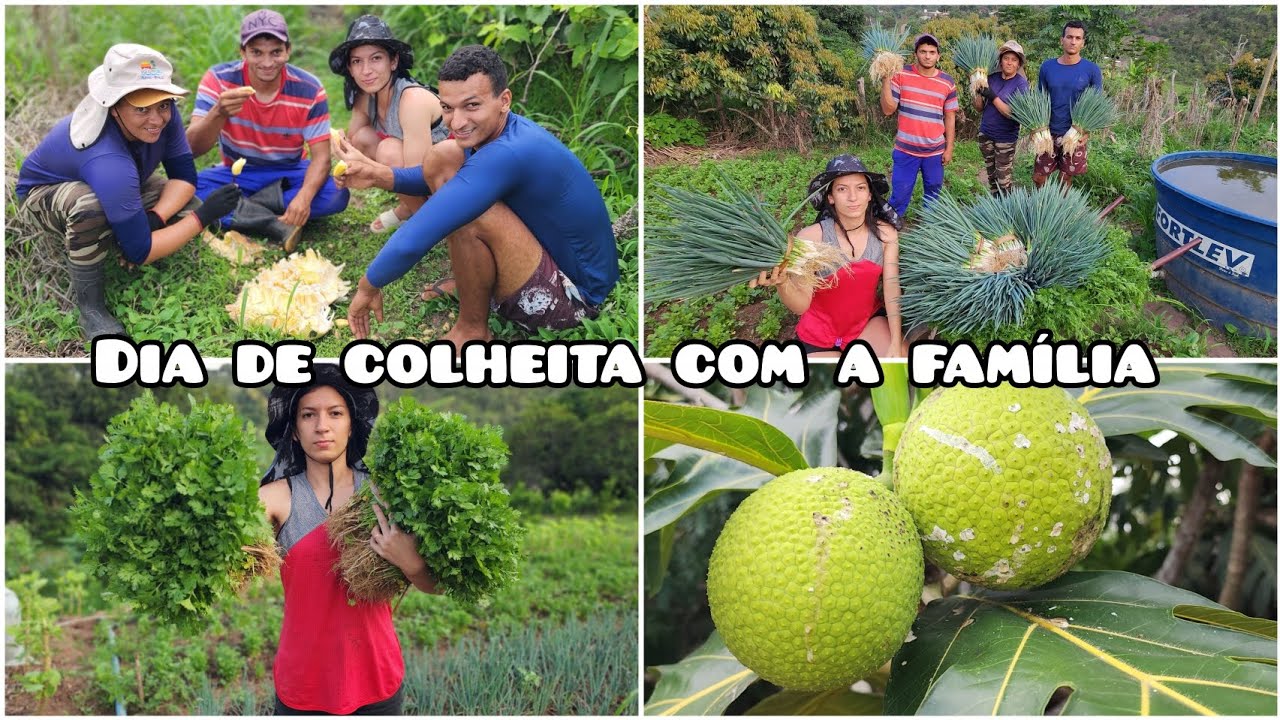 TRABALHO em FAMÍLIA // COLHEITA ENORME de verduras // fartura de frutas 