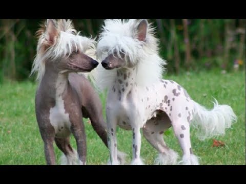 Video: Perro Crestado Chino