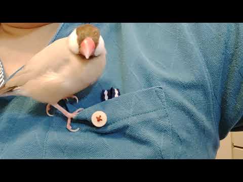 お父さんの胸ポケットとシナモン文鳥さん Javasparrow　Java finch