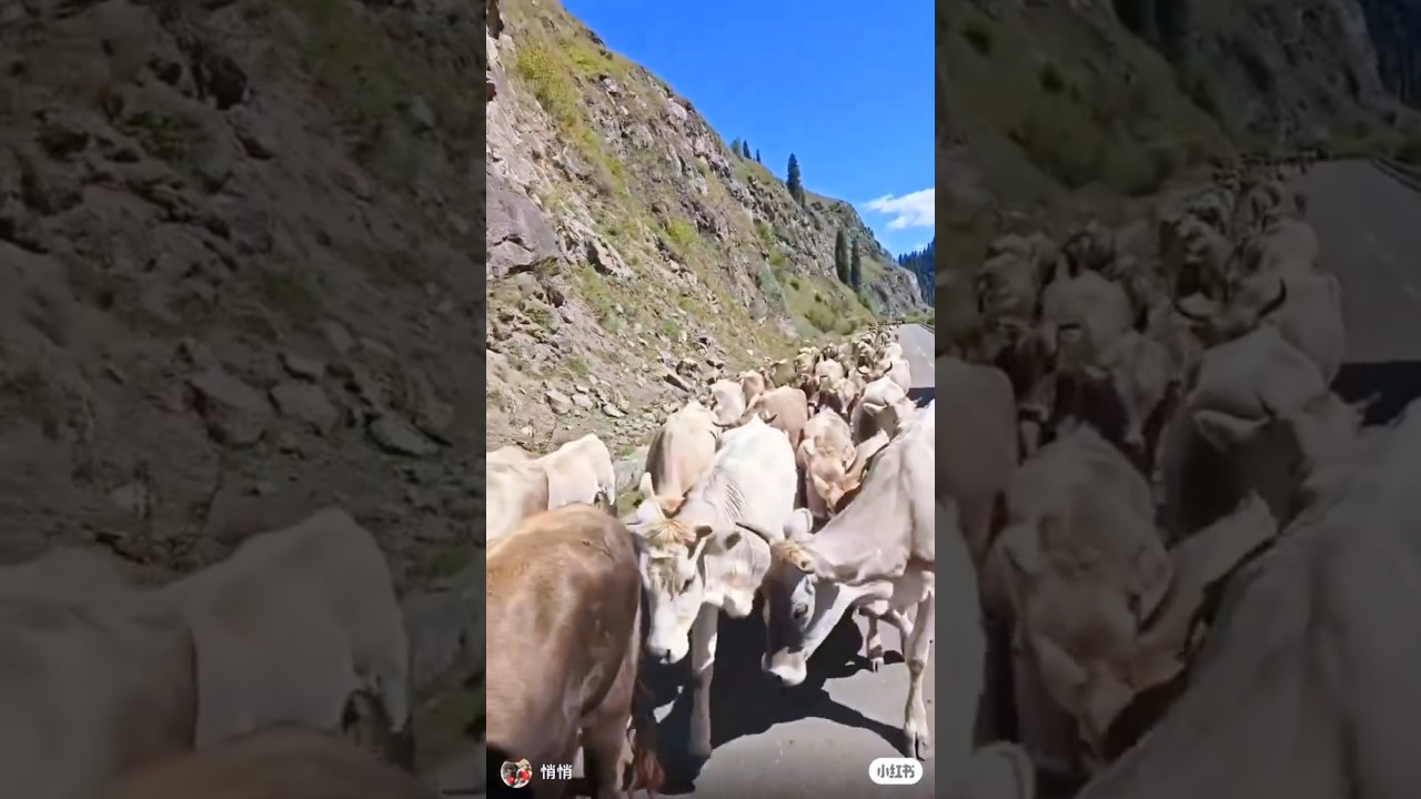 little calves walking around the mountain