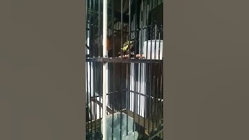 burung Kolibri kelapa nembak sambil menari
