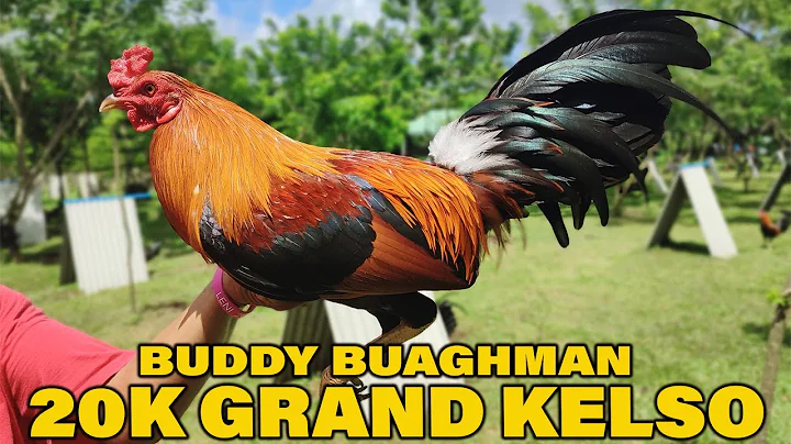 Buddy Baughman 20k Grand Kelso | Wakela Farm