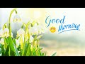 Morning Relaxing Music - Relaxing Piano With Birds Singing For Stress Relief, Study, Meditation,Yoga