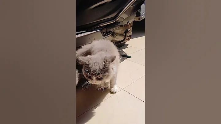 Watch the video about Ranking Funniest CAT Moments😭🐈‍⬛ Funny Cat Pulls Off Sneak Attack!