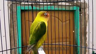 dengerin 1 menit Pertama, Lovebird GAGAP jadi GACOR dan NYAUT NGEKEK