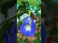 #954 #AparajitaFlower अपराजिता का फूल
