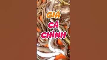 ✅ Báo Giá Cá Chình tăng nhẹ 8/3/2025 #eel Miền Tây: Cà Mau, Bạc Liêu, An Giang #ĐBSCL #giathuysan