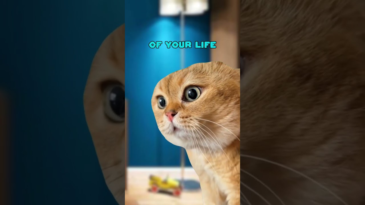 WYD, if you can only eat... 😋 (CAT MEMES🐈) 