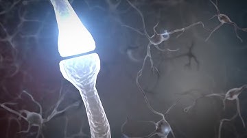Brain Architecture