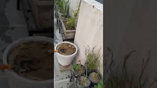My Terrace Garden Tour .. Plants Help Fight Pollution..more Plants Less Pollution