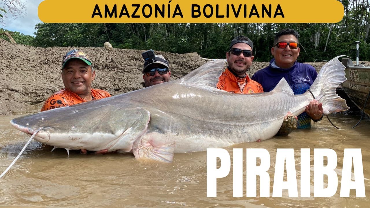 Piribia PIRAIBA-AMAZONIA BOLIVIANA - YouTube