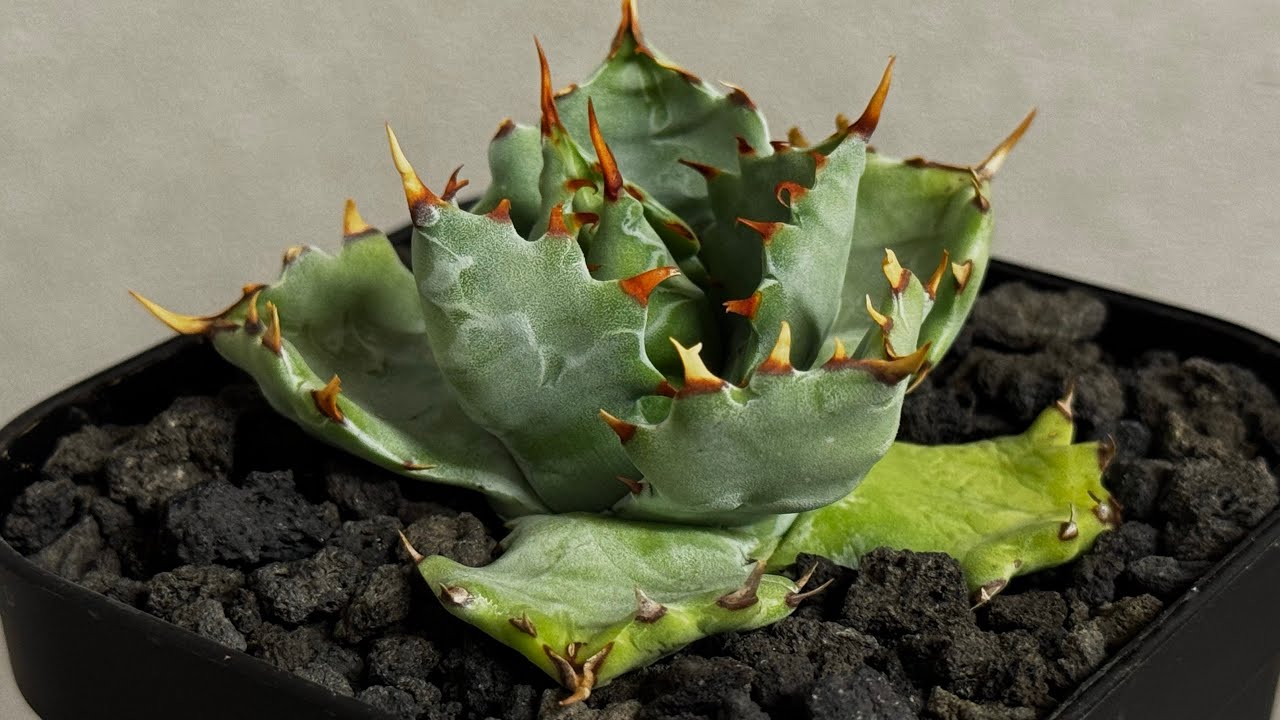 アガベ 20260424 アガベ・姫蠍蟹 (小株)-010｜Agave gypsophila x isthmensis