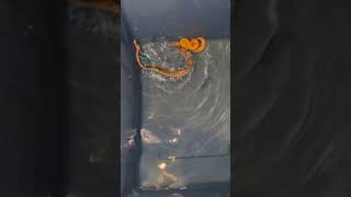 2 baby Ball Pythons Soaking in water to help with shed. #Shorts.