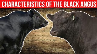 ⭕ BLACK ANGUS CATTLE BREED Learn About The Characteristics✅ Biggest Bulls And Cow