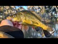 Ovens River yellowbelly fishing