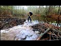 Tearing Out 2 Beaver Dams By Hand At The Ponds!! Part 1!
