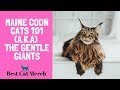 Maine Coon Cats 101 (Everything You Need to Know) の動画、YouTube動画。