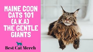 Maine Coon Cats 101 (Everything You Need to Know)