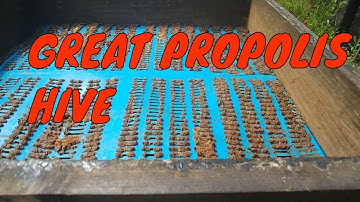 Great Propolis Hive - Trapping Propolis _ Beekeeping