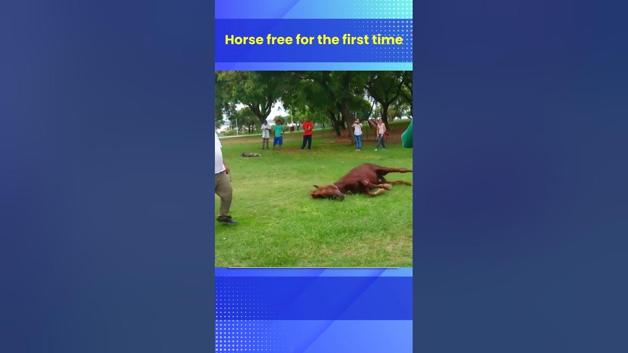 A New Beginning Animal Rescue Stories YouTube