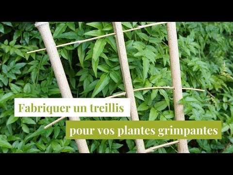 Vidéo: Qu'est-ce qu'un treillis - Comment faire un support de treillis pour les plantes