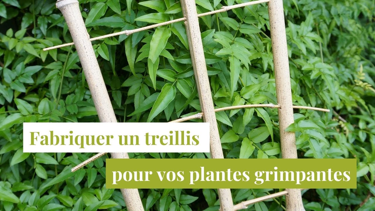 Fabrication d'un tuteur humide pour plante grimpante exotique 