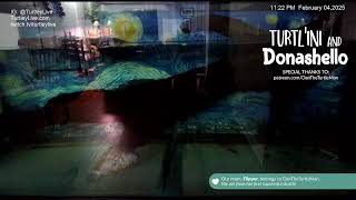 TurtleyLive Stream: Diamondback Terrapins