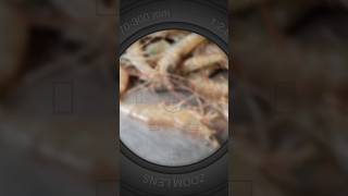fish market share #seafood #fishing #fishcutting #sortsvideo #foryou #viralshorts
