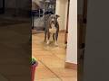 Dude, don't take me off on your phone, I'll take it all in my stride.#amstaff #blue #puppy #pitbull