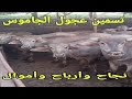كيف تحقق النجاح وتربح الأموال من تسمين الجاموس وما هو أخطر سبب للموت المفاجيء لعجول الجاموس د السيد 
