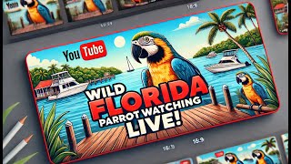 Live Dockside: Waiting for Wild Parakeets This Afternoon!