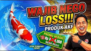KOI JUMBO PREMIUM AKF – KUALITAS KOLEKTOR, BODY SULTAN, SIAP JADI PRIMADONA KOLAM ANDA! WAJIB NEGO🎏🏆