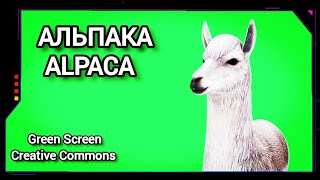 АЛЬПАКА видео Green Screen футаж. Хромакей анимация АНТИЛОПА на зелёном фоне.