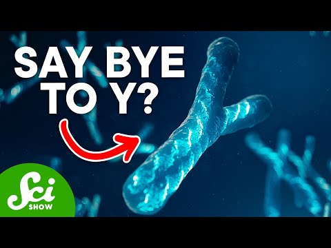 Video: Wanneer zijn chromosomen enkelstrengs?