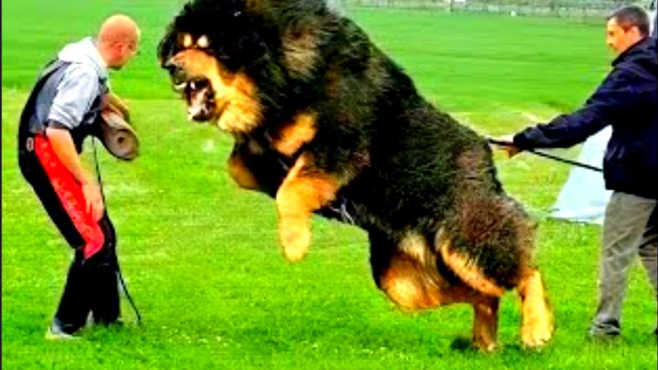 MOST Dangerous Dogs In The World MOST Aggressive Dog Breed In The MOST Dangerous Dogs In The World MOST Aggressive Dog Breed In The