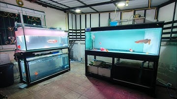 Bee Max - งานสลับที่ตู้ปลา 60 30 30 ใบเก่าแจกฟรี แทนที่ด้วย 60 24 กรองบน 2 ชั้นเชื่อมระบบ O4FS Set 3