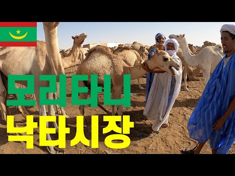 서아프리카 최대 규모 낙타시장의 낙타들이 받는 대우 | 모리타니 (1)