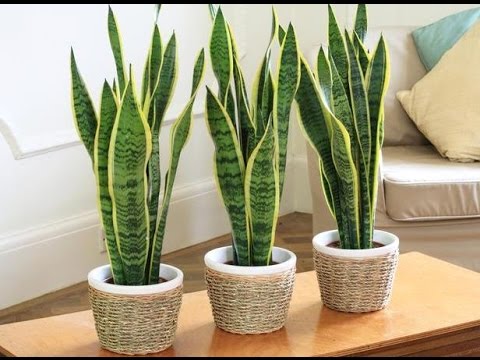 Video: Sansevieria: Hjemmetjeneste