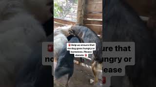 Please don't  scroll  without supporting our shelter kindly consider donating via our link in bio