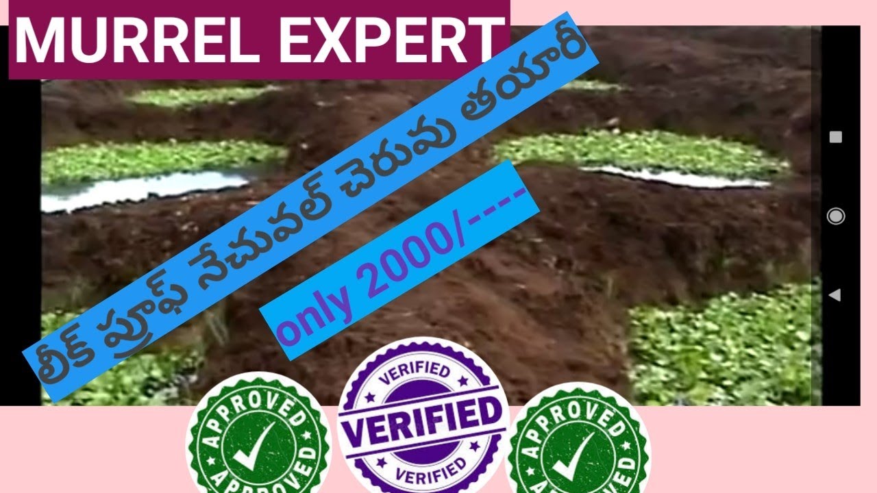 Telugu Lesson number 03_Leak proof pond making for snake head tank making_Murrel fish farming cheap