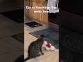Cat vs Valentine’s day teddy bear.