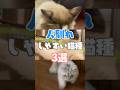 人馴れしやすい猫って？ #猫カフェmocha #猫のいる暮らし #猫好きさんと繋がりたい