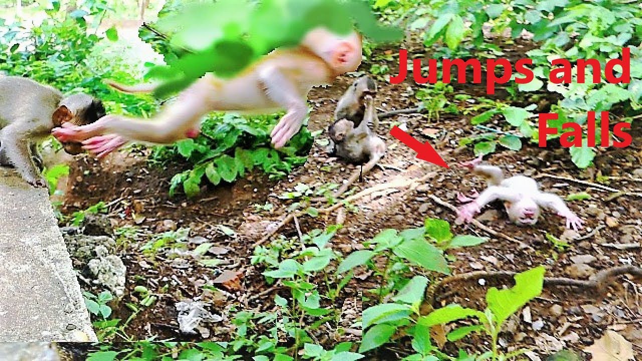 Super Baby Albert Jumps and Falls to Hit the Ground, Albert Screams for Help