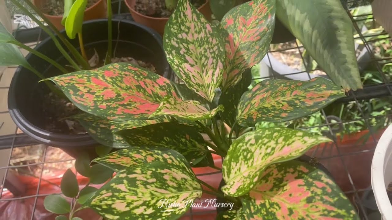 ඇගලෝනිමා පැළ ටිකක් බලමු. (Part II)