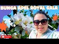 BUNGA APEL BERMEKARAN|| CEK KEBUN BARENG HEIDI DAN B SABENI