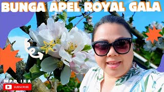 BUNGA APEL BERMEKARAN|| CEK KEBUN BARENG HEIDI DAN B SABENI